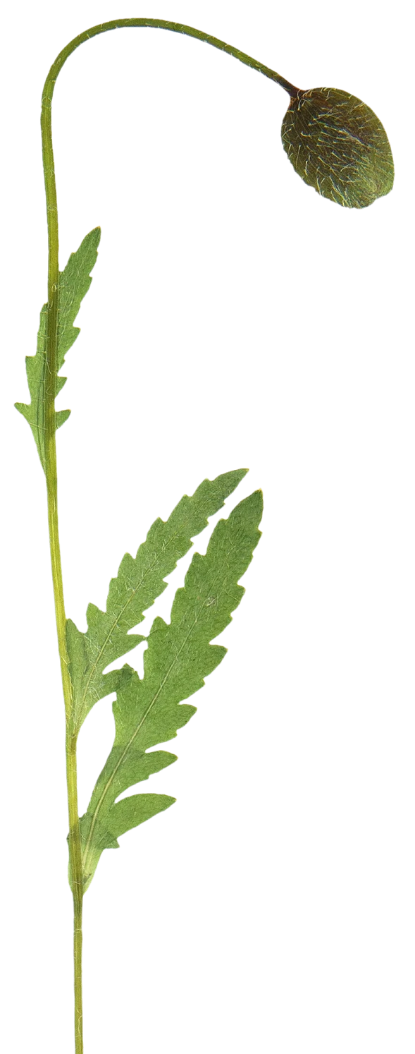 A poppy bud on its stem